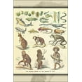 thumbnail image 1 of 24"x36" Gallery Poster, The modern theory of the descent of man, by Ernst Haeckel 1874, 1 of 1