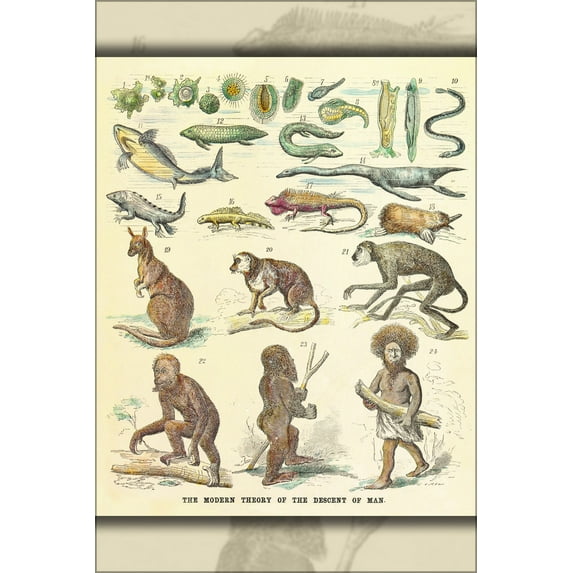 24"x36" Gallery Poster, The modern theory of the descent of man, by Ernst Haeckel 1874
