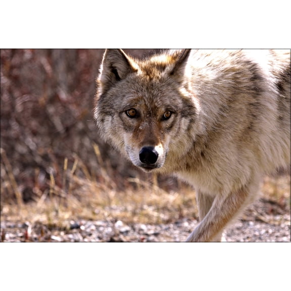 24"x36" Gallery Poster, Wolf in the wild. Taken at Denali National Park, Alaska, U.S.A