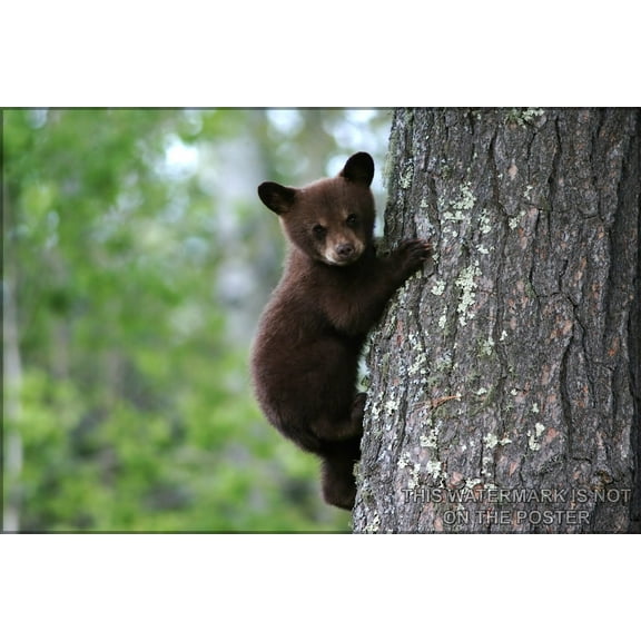 24"x36" Gallery Poster, american black bear cub