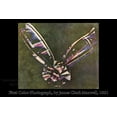 thumbnail image 1 of 24"x36" Gallery Poster, first color photograph Tartan Ribbon, photograph taken by James Clerk Maxwell in 1861. first colour photograph, 1 of 1