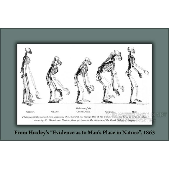 24"x36" Gallery Poster, human evolution Huxley's Evidence as to Man's Place in Nature (1863)