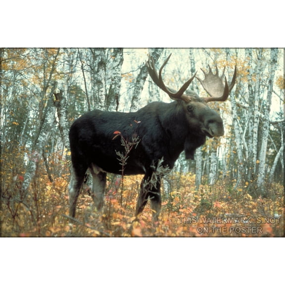 24"x36" Gallery Poster, moose p1