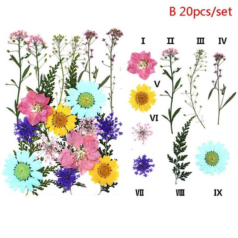 24PCS Pressed Flower Mixed Dried Flowers DIY Art Floral Decors Collection  Gift 