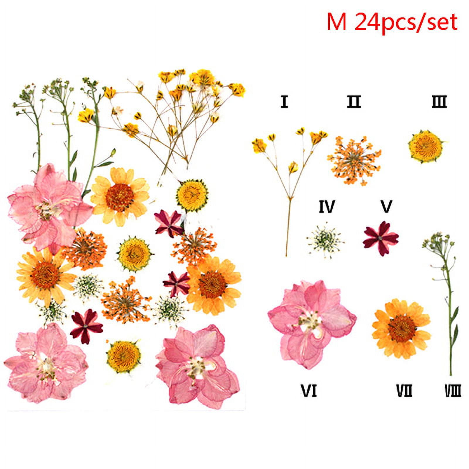 24PCS Pressed Flower Mixed Dried Flowers DIY Art Floral Decors Collection  Gift 