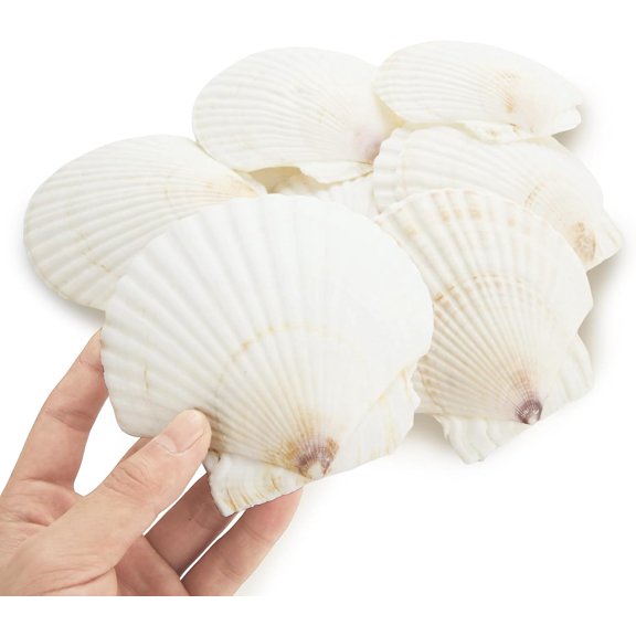 24Pcs Scallop Shells for Crafts, 4"-5" Natural Scallop Shells, White Seashells for Crafts, DIY Painting, Baking and Beach Wedding Decorations & Home Decor, Large