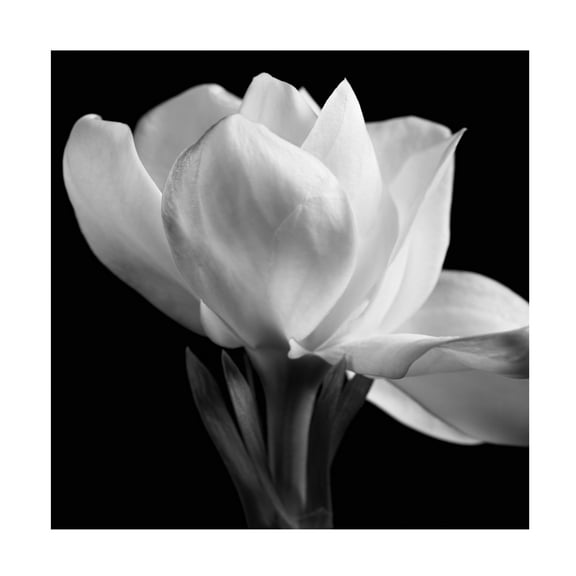 Trademark Fine Art Michael Harrison Gardenia Canvas Wall Art - 24x24