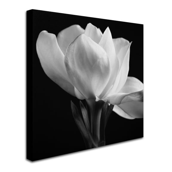 24x24 Gallery Wrapped Canvas Art