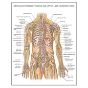 24x30in Anatomy Charts Nervous System of Thorax and Upper Limb Anterior View Coated Paper