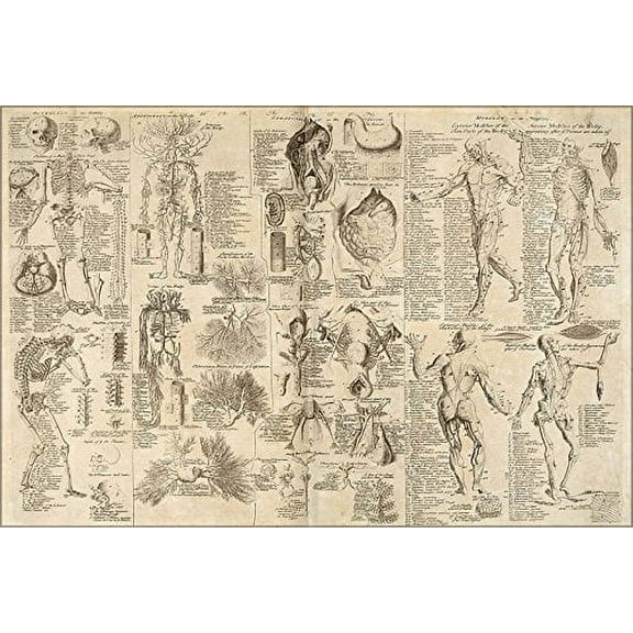 24x36 Poster, Anatomical Human Anatomy Chart, From Cyclopaedia, 1728