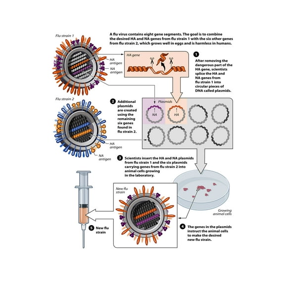 24x36 gallery poster, Avian flu vaccine development by reverse genetics techniques