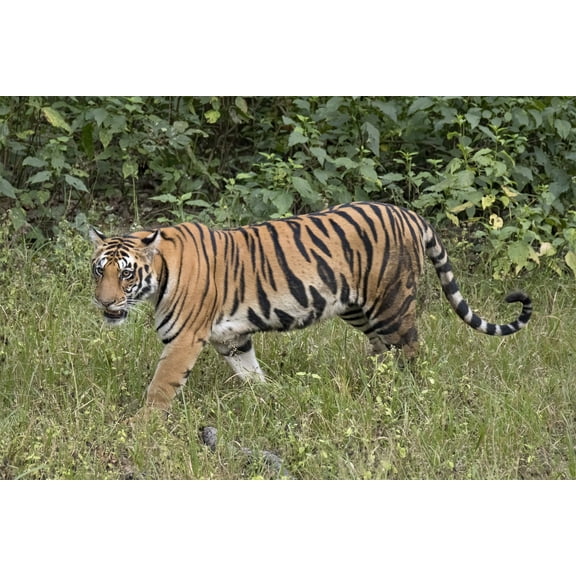 24x36 gallery poster, Bengal tiger