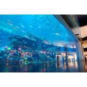 24x36 gallery poster, The Dubai Mall Aquarium
