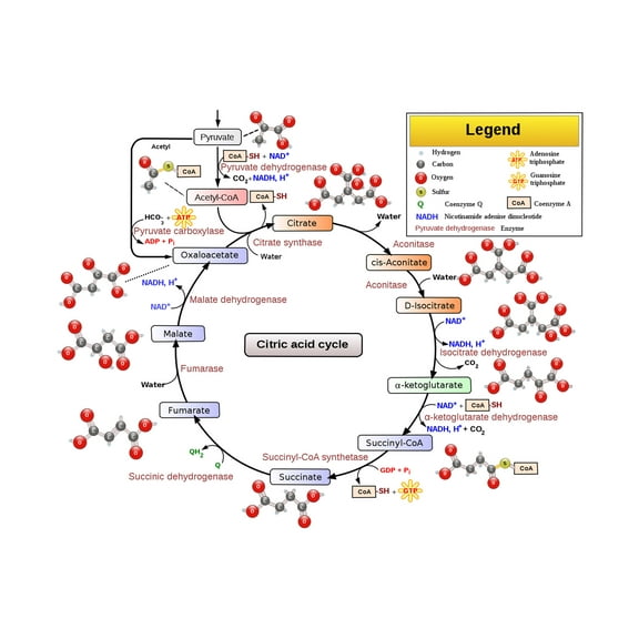 24x36 gallery poster, citric acid cycle