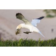 24x36 gallery poster, northern gannet Morus bassanus