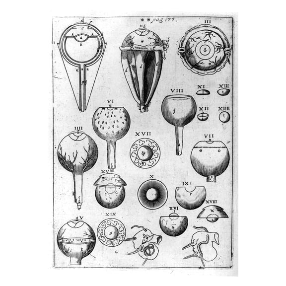 24x36 gallery poster, plate from Astronomiae Pars Optica, illustrating the structure of eyes of various species