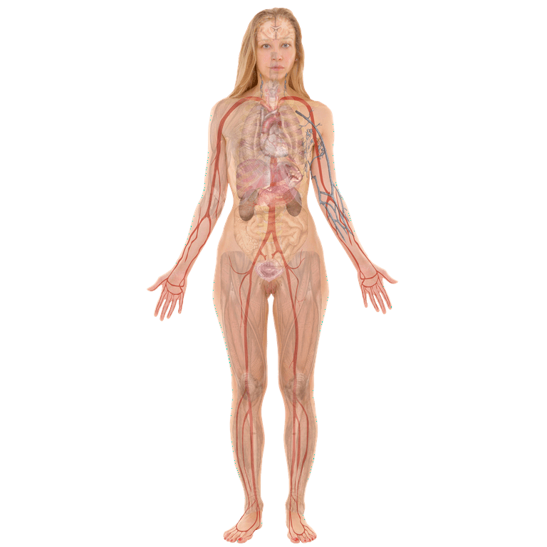 24x49in Female Body, Organs. Human body diagrams 【Laminated】