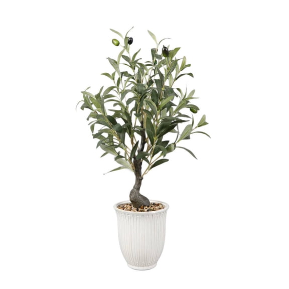 25.5" Olive tree in 6" Texture Ceramic Pot