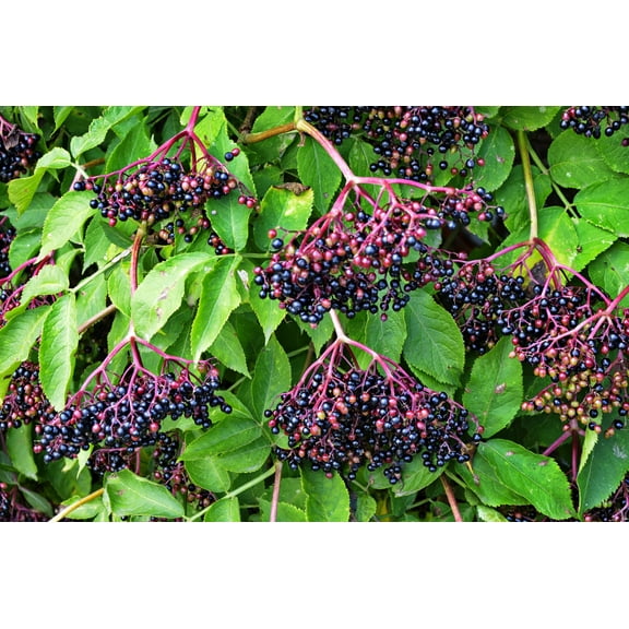 25 American ELDERBERRY FRUIT BUSH Shrub Tree Sambucus Nigra Seeds