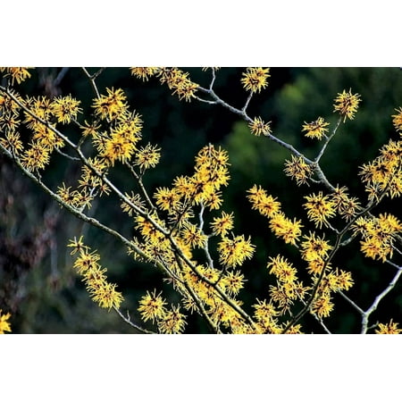 25 American WITCH HAZEL Hamamelis Virginiana Alder Shrub Tree Yellow Flower Seeds
