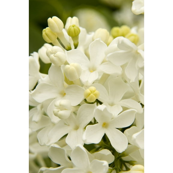 25 Angel White Lilac Seeds Tree Fragrant Hardy Perennial Flower 359 US SELLER