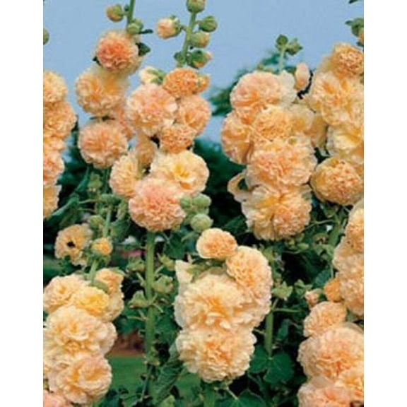 25 Apricot Hollyhock Seeds Tall Perennial Cottage Garden Flower Pollinator Friendly Blooming Plant