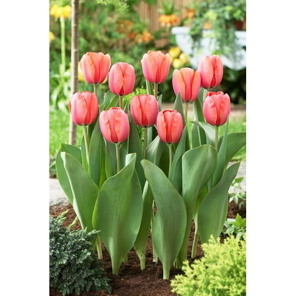 25 Apricot Impression Tulip