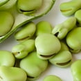 thumbnail image 1 of 25 Aquadulce Fava Bean Seeds for Planting - Easy to Grow, 1 of 4