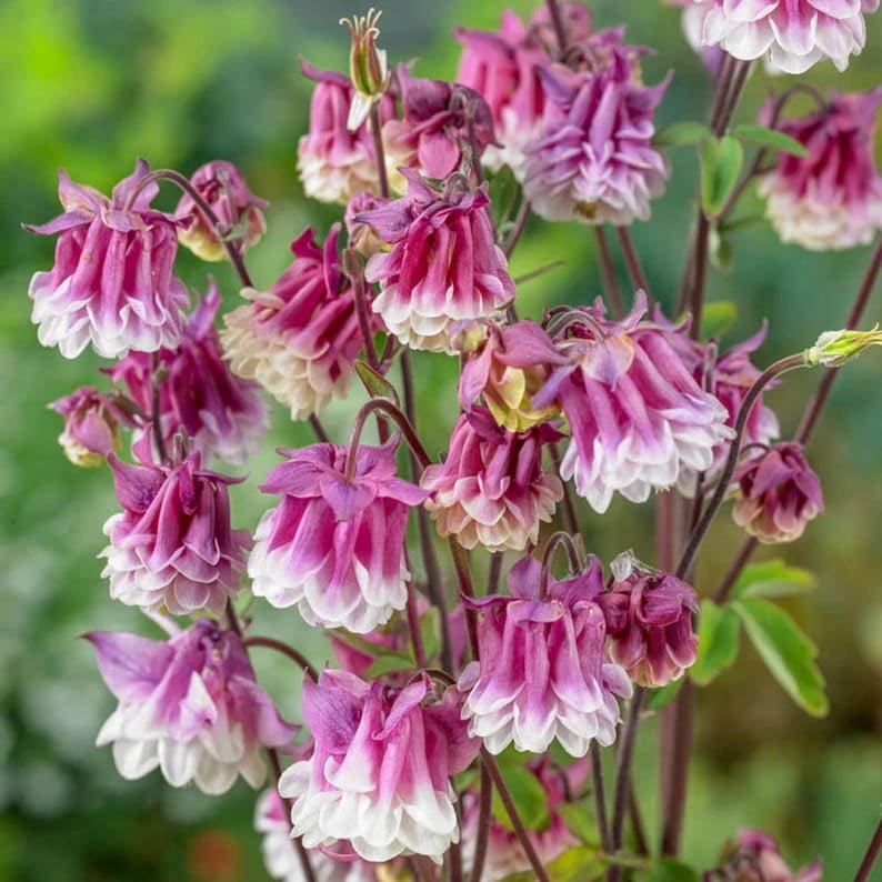 25 Aquilegia 'Petticoat Pink' Seeds - Spurless Heirloom Perennial for Shade & Cottage Gardens - Plant in Late Summer to Early Fall