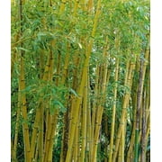 25 Aurea Bamboo Seeds