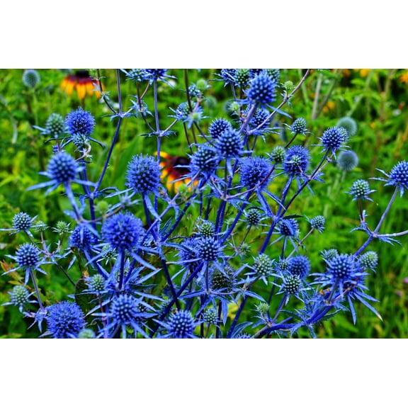 25 BLUE Star SEA HOLLY Eryngium Alpinum Flower Seeds