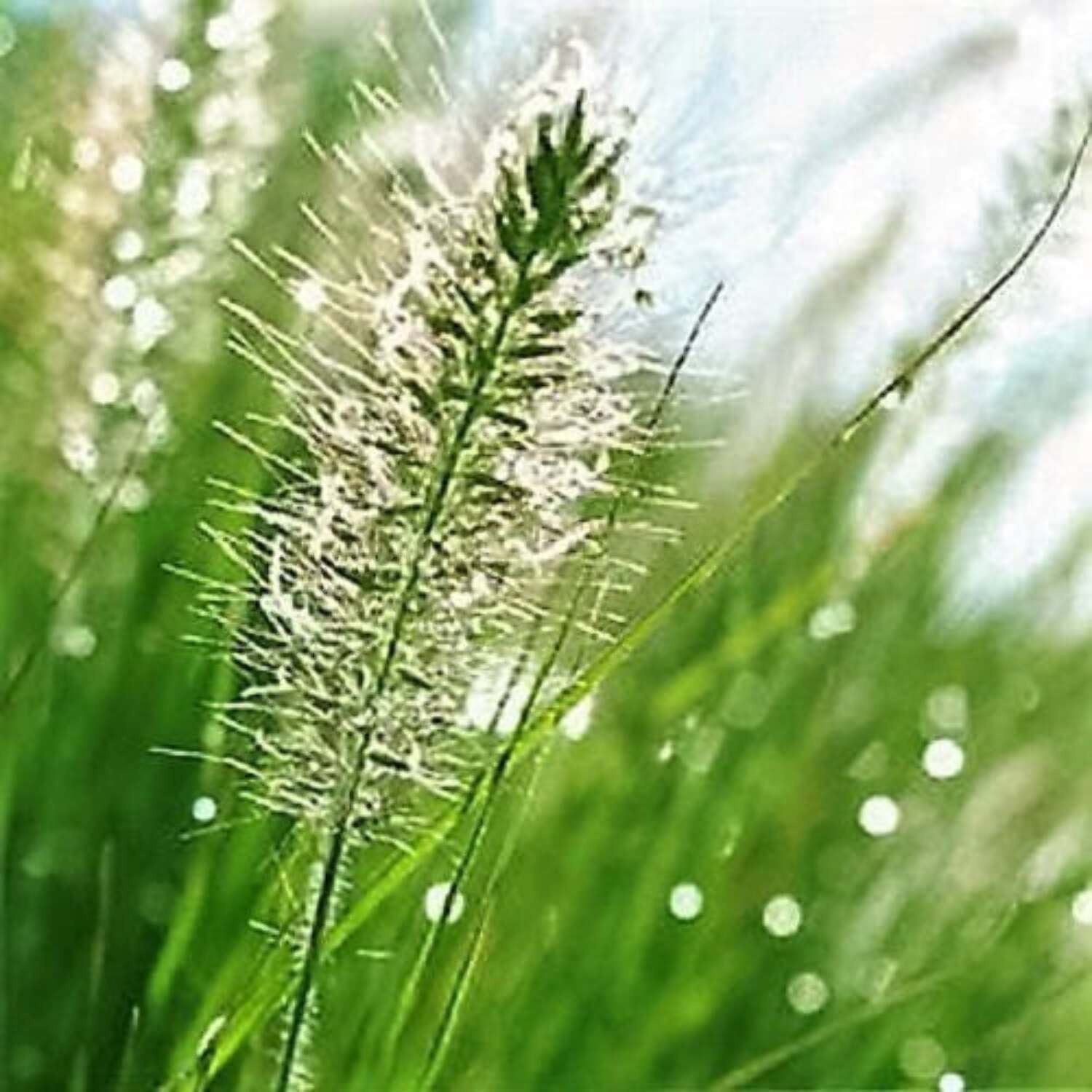 25 BOTTLEBRUSH GRASS Ornamental Shade Elymus Hystrix Patula Seeds ...