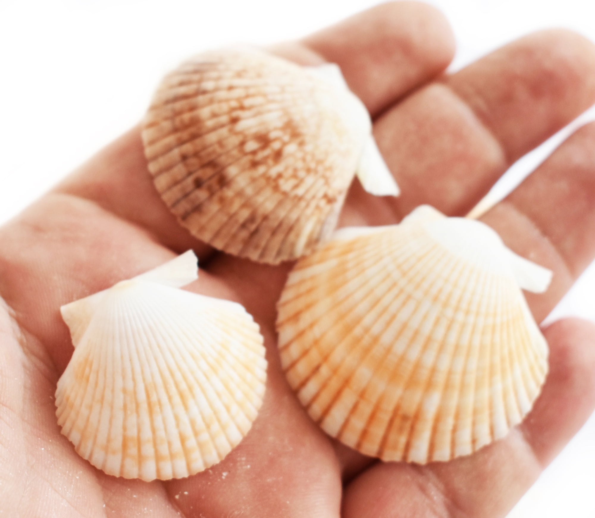 25 Baby Deep Scallop Shells Seashells 1-2" Craft Beach Wedding Nautical ...