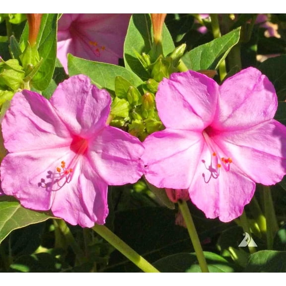 25 Baby Pink Four O'clock Flowers Seeds