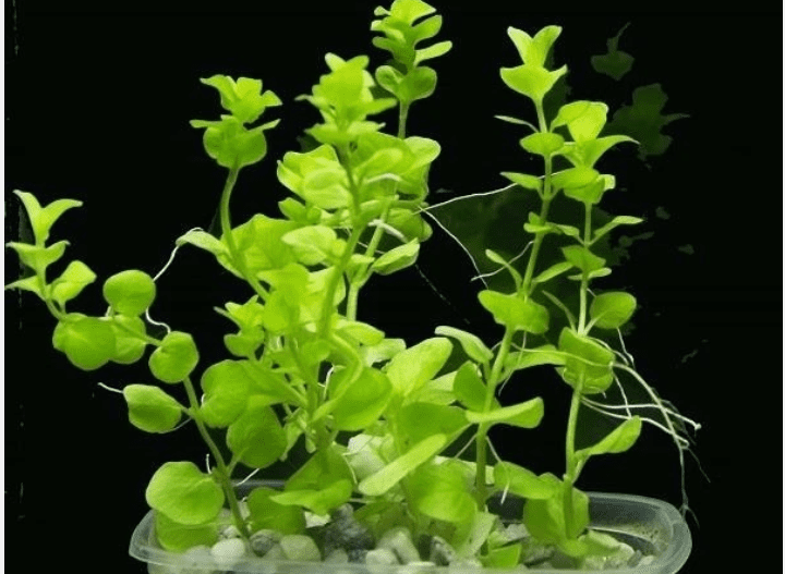 25 Bacopa Live Aquarium Plants – Freshwater Stem Plants for Aquascaping