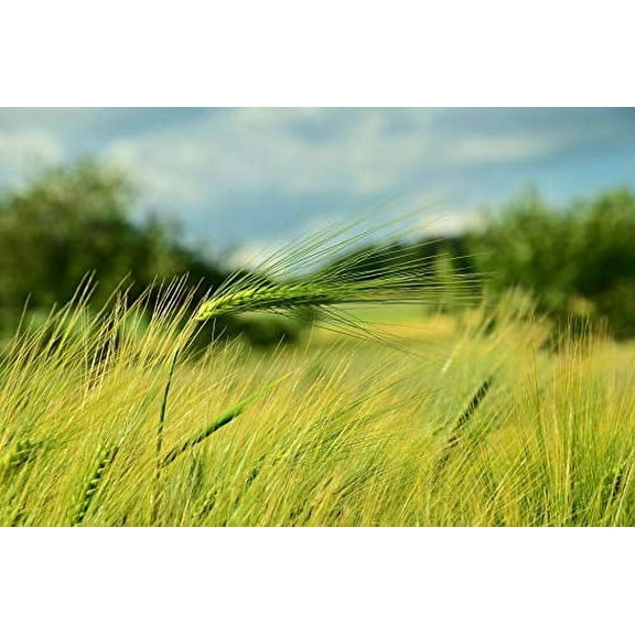 25 Barley Seeds, Cover Crop, Animal Fodder, Beer Seeds, Sprouting