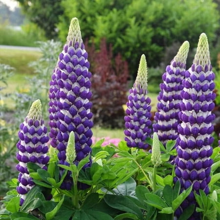 25 Blacksmith Lupine Seeds – Hardy Perennial Wildflower – Tall Pollinator Garden Blooms