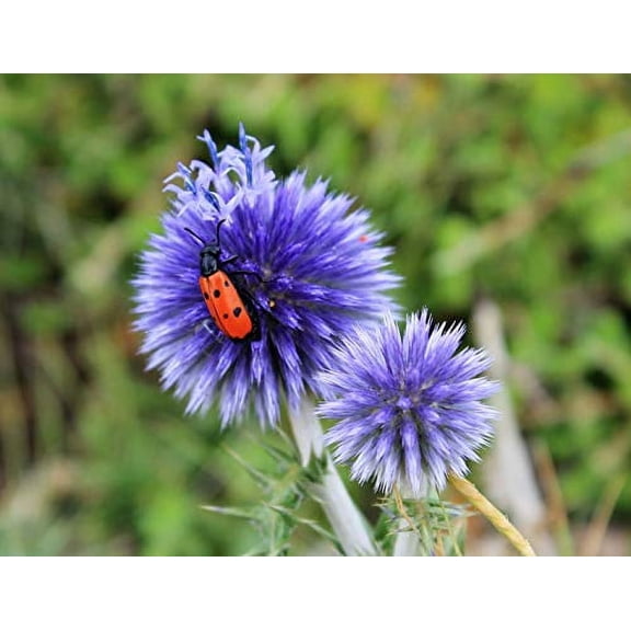 25 Blue Globe Thistle Echinops Ritro Southern Globethistle Flower Seeds