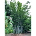 50-blue-timber-bamboo-seeds-exotic-privacy-screen-plant-for-gardens