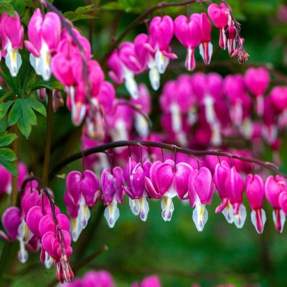 Toadstool Seeds 25 Bright Pink Purple Bleeding Heart Seeds, Perennial Flower Garden, Non-GMO
