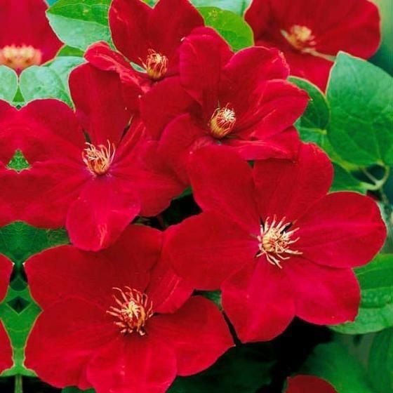 25 Bright Red Clematis Seeds Climbing Perennial Vine Flower Trellis Pergola Garden Plant