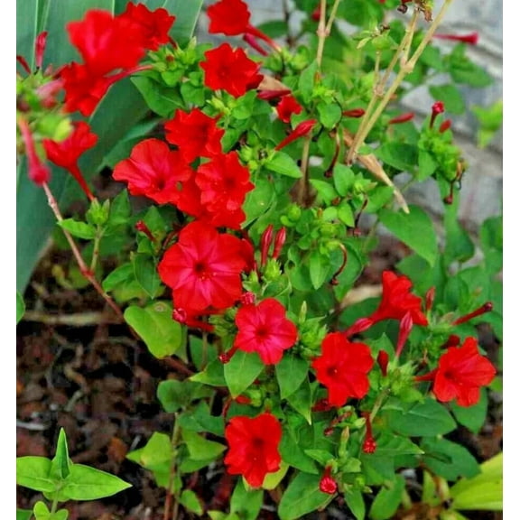 25 Bright Red Four O'clock Flowers Seeds