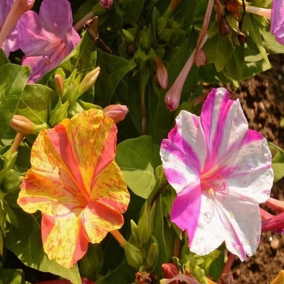 Toadstool Seeds 25 Broken Colors Four O'clock Seeds, Fragrant Marvel of Peru, Perennial Flowers