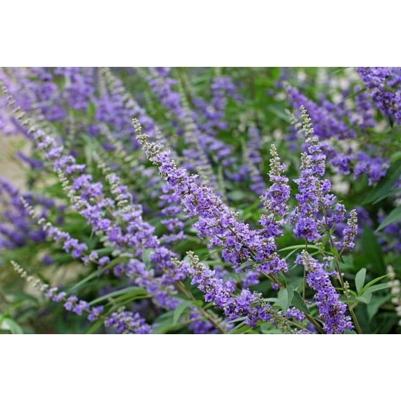 25 CHASTE BERRY TREE Vitex Agnus Castus Monk's Pepper Purple Fragrant Flower Seeds