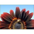 thumbnail image 1 of 25 CHOCOLATE CHERRY SUNFLOWER Helianthus Annuus Red & Brown Flower Seeds, 1 of 10