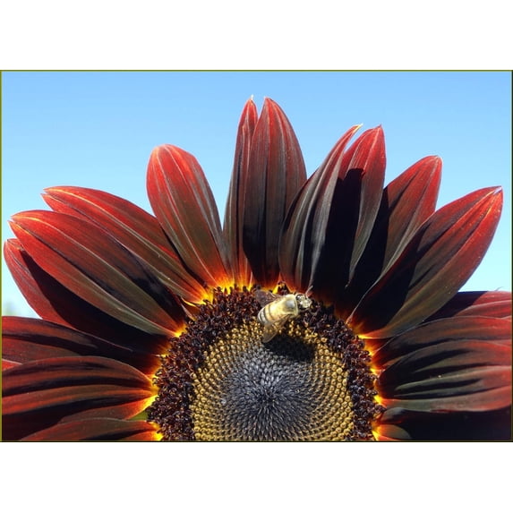 25 CHOCOLATE CHERRY SUNFLOWER Helianthus Annuus Red & Brown Flower Seeds