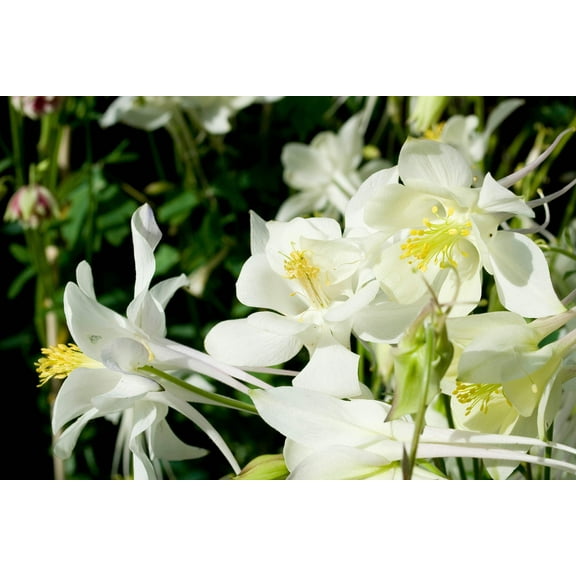 25 CRYSTAL STAR White COLUMBINE Aquilegia Caerulea Flower Seeds