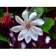 25 Cape Jasmine Flower Seeds - Small Flowering Bush