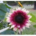 thumbnail image 1 of 25 Cherry Rose Sunflower Seeds Flowers Seed Flower Perennial Sun Bloom 230, 1 of 12