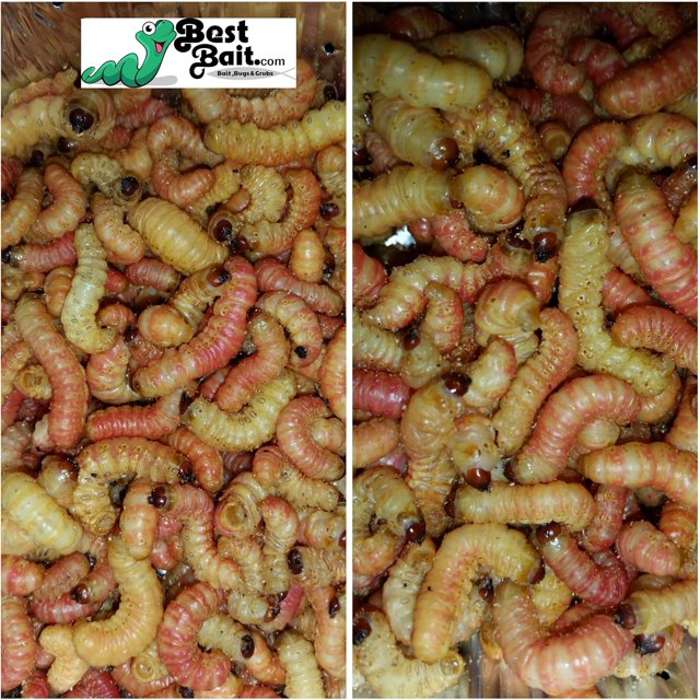 25 Count Live Jumbo Butterworms